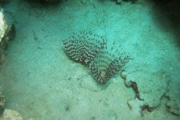 Sandröhrenwurm (Sabella spallanzanii)